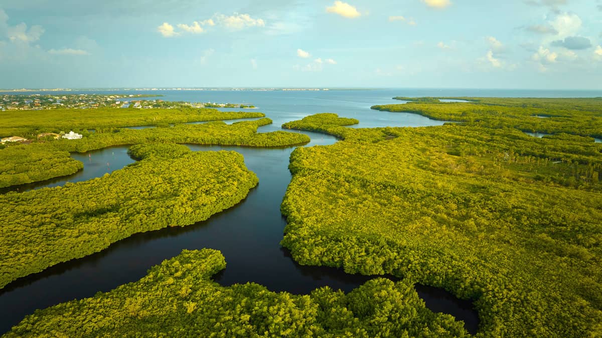 Overhead view of Everglades swamp with green vegetation between water inlets. Natural habitat of many tropical species in Florida wetlands 1600x900