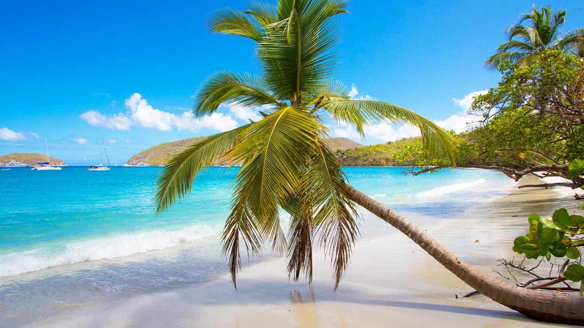 Palm trees on Maho Bay Beach on the Caribbean Island of St John in the US Virgin Islands