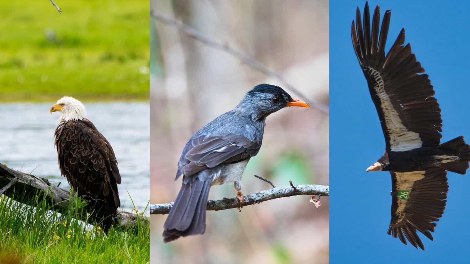 national parks birds