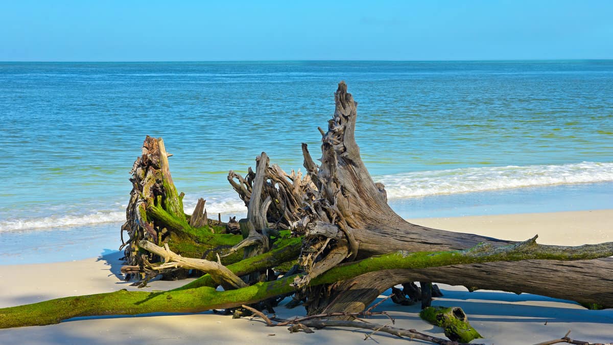 Beautiful Weathered Driftwood on the beach of Beer Can Island Longboat Key Florida