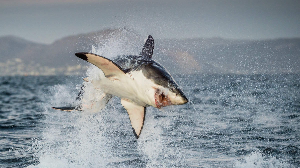 Great White Shark breaching in an attack
