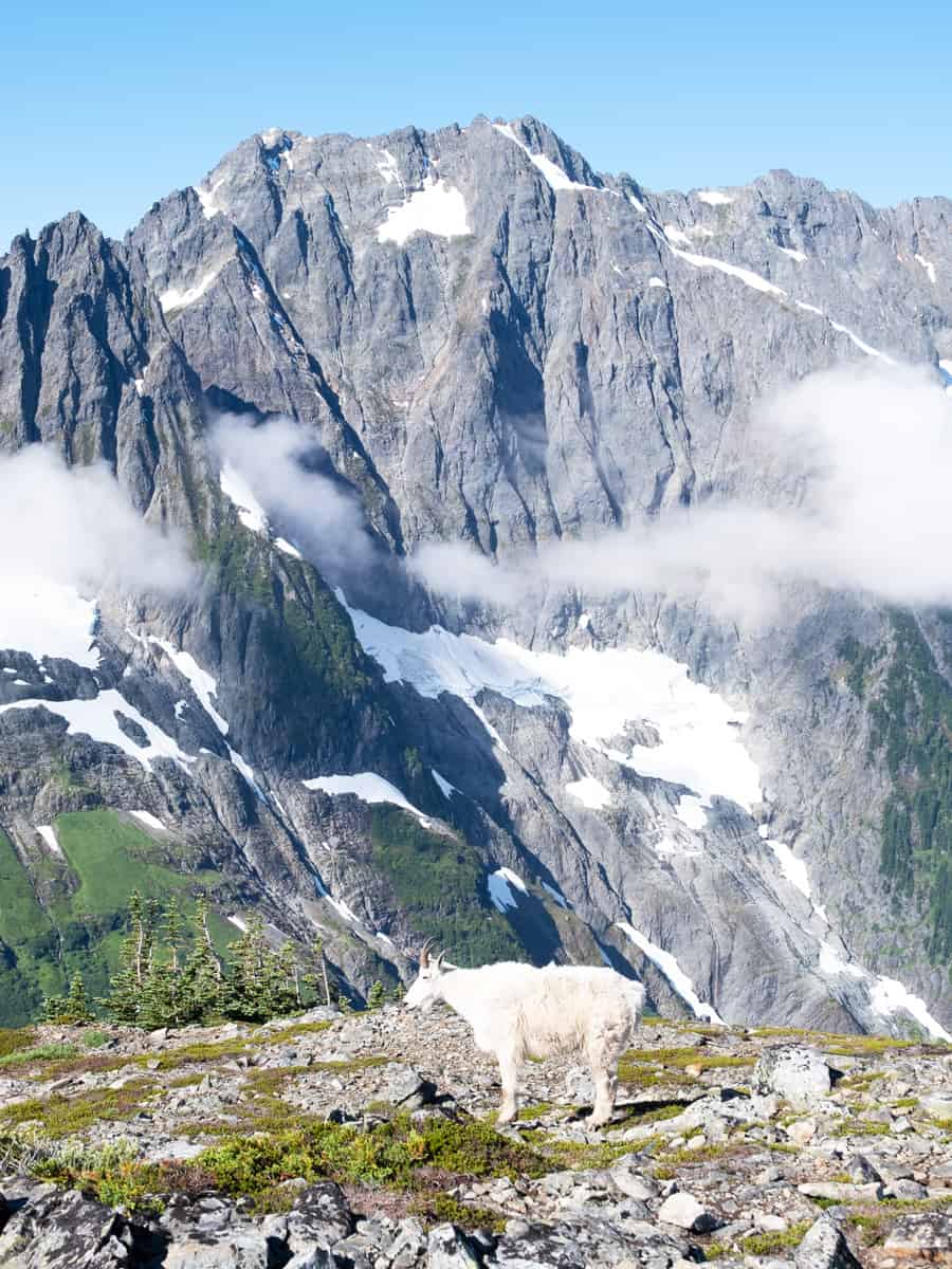 A Mountain Goat and Johannesburg Mountain on the Cascade Pass Sahale Arm Trail. 