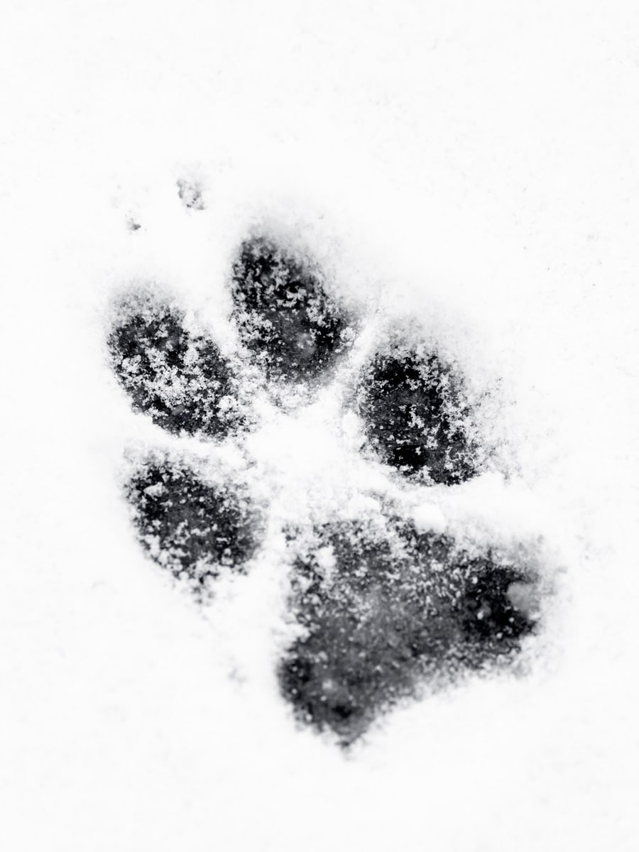 A coyote paw print in snow