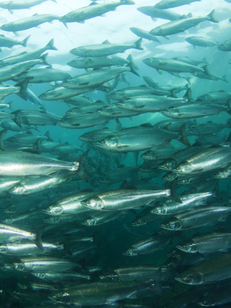 A large flock of salmon swims forward.