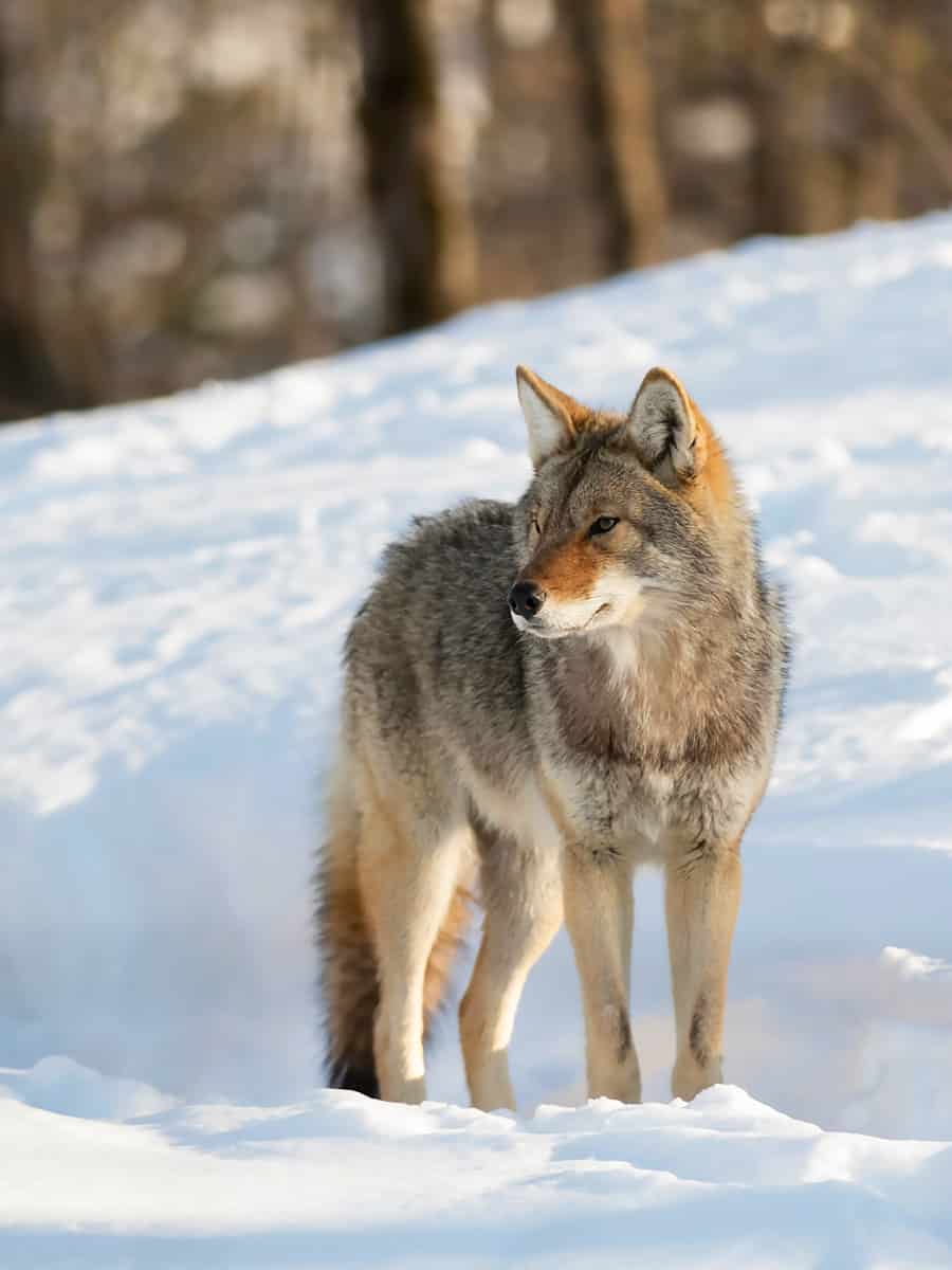 A lone coyote (Canis latrans) isolated on white background walking and hunting in the winter snow