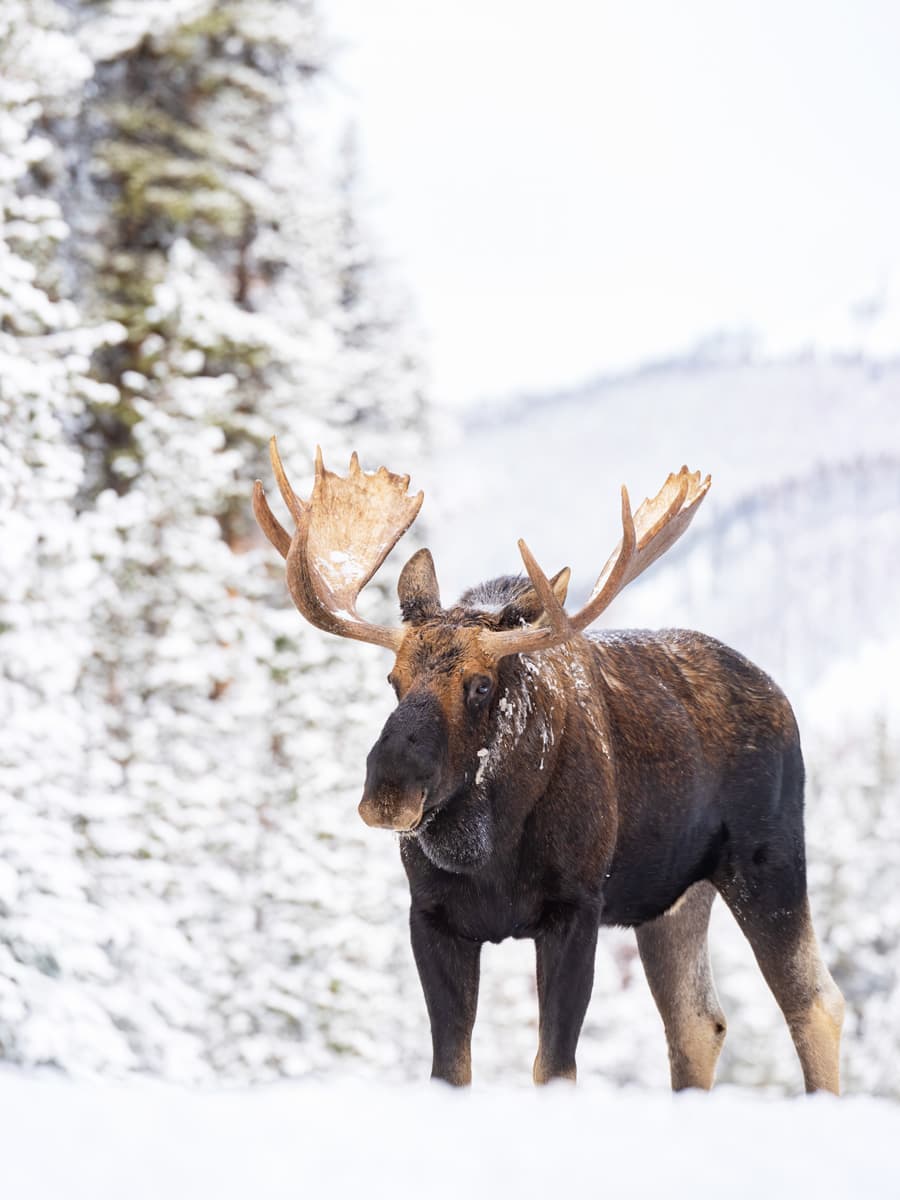 A moose in snow