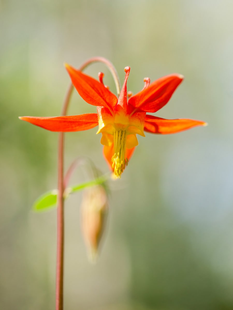 A red columbine with emerging bud on a blurred forest background is displayed in this image.