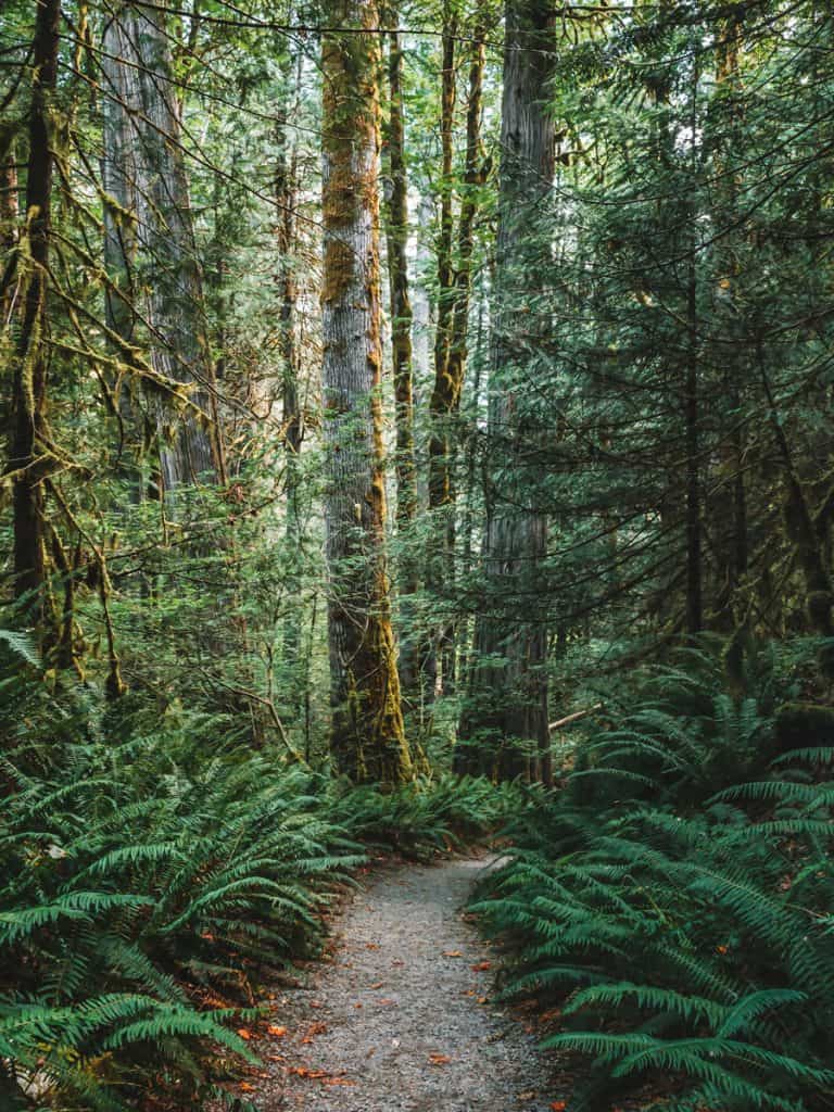 A rocky path, Trail of the Cedars, leads through the giant ferns and giant mossy cedar trees through a forest in North Cascades National Park