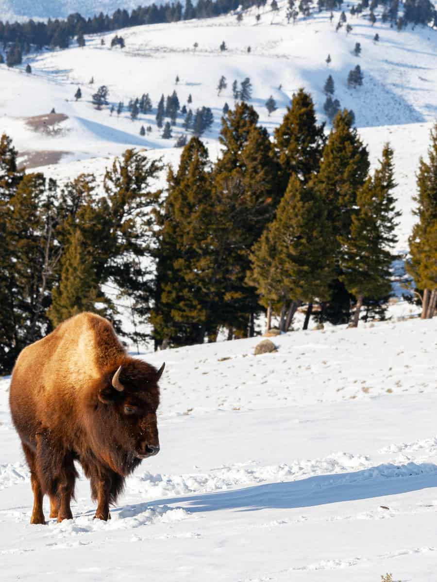 American Bison explores it's snow covered winter landscape lamar valley.