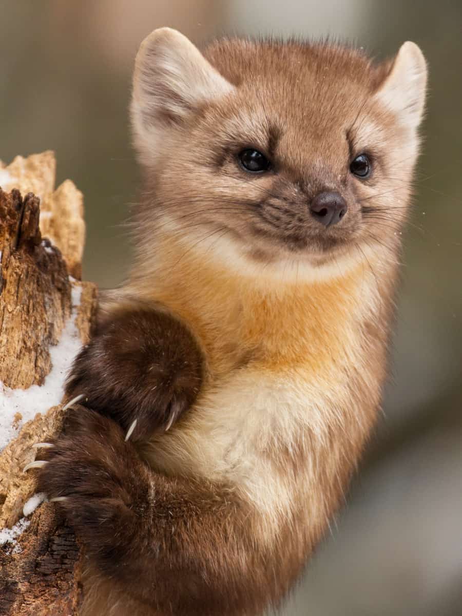American Marten surveying the forest from a tall stump in Yellowstone National Park.