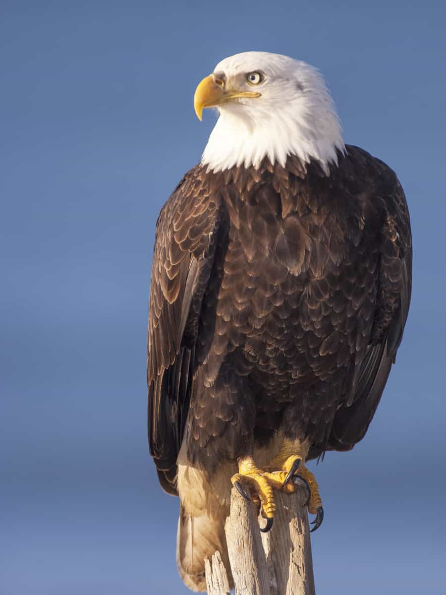 Bald eagle standing on wooden stick with blue sky background