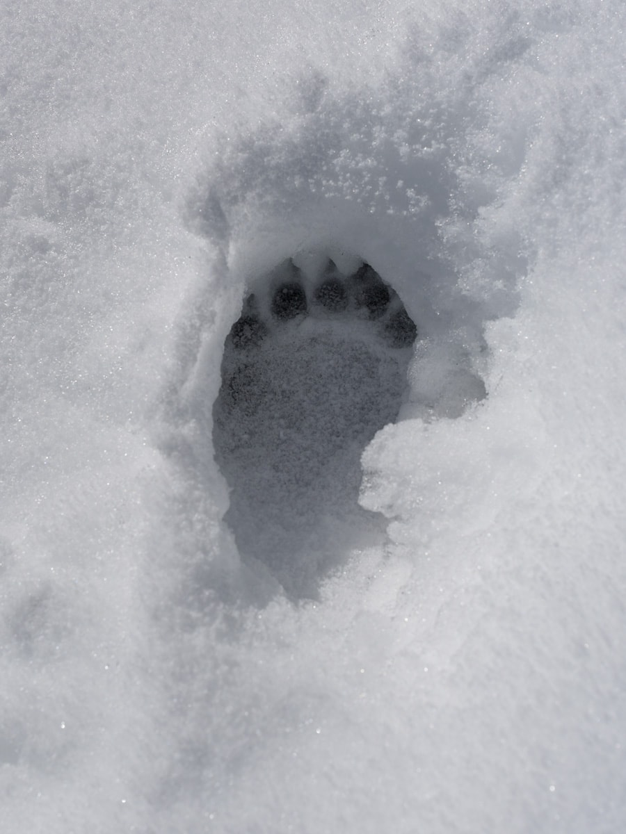 Bear track in snow