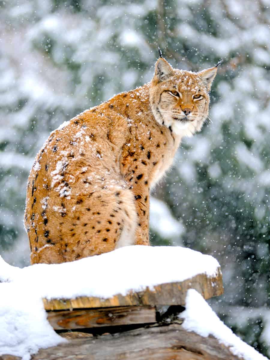 Beautiful wild lynx in winter