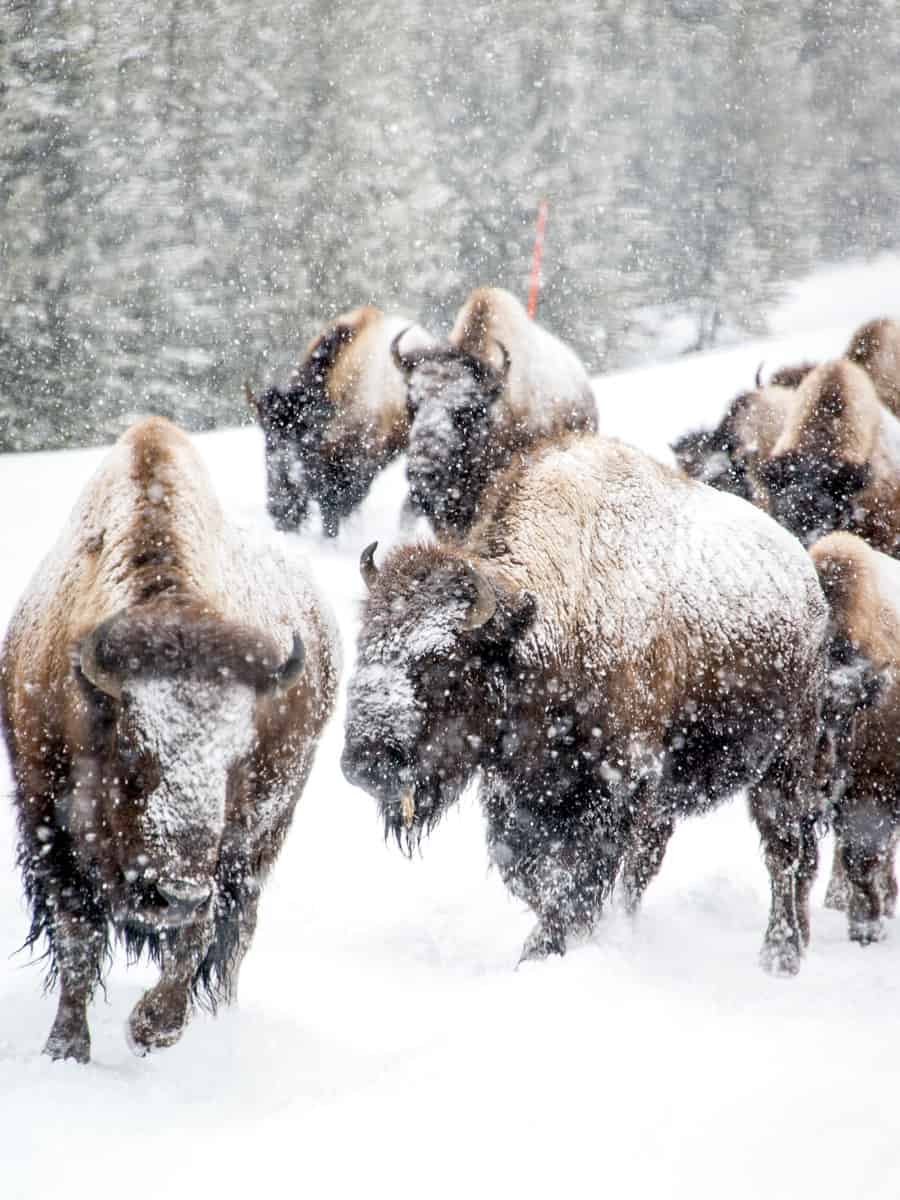 Bisons in Yellowstone National Park Winter