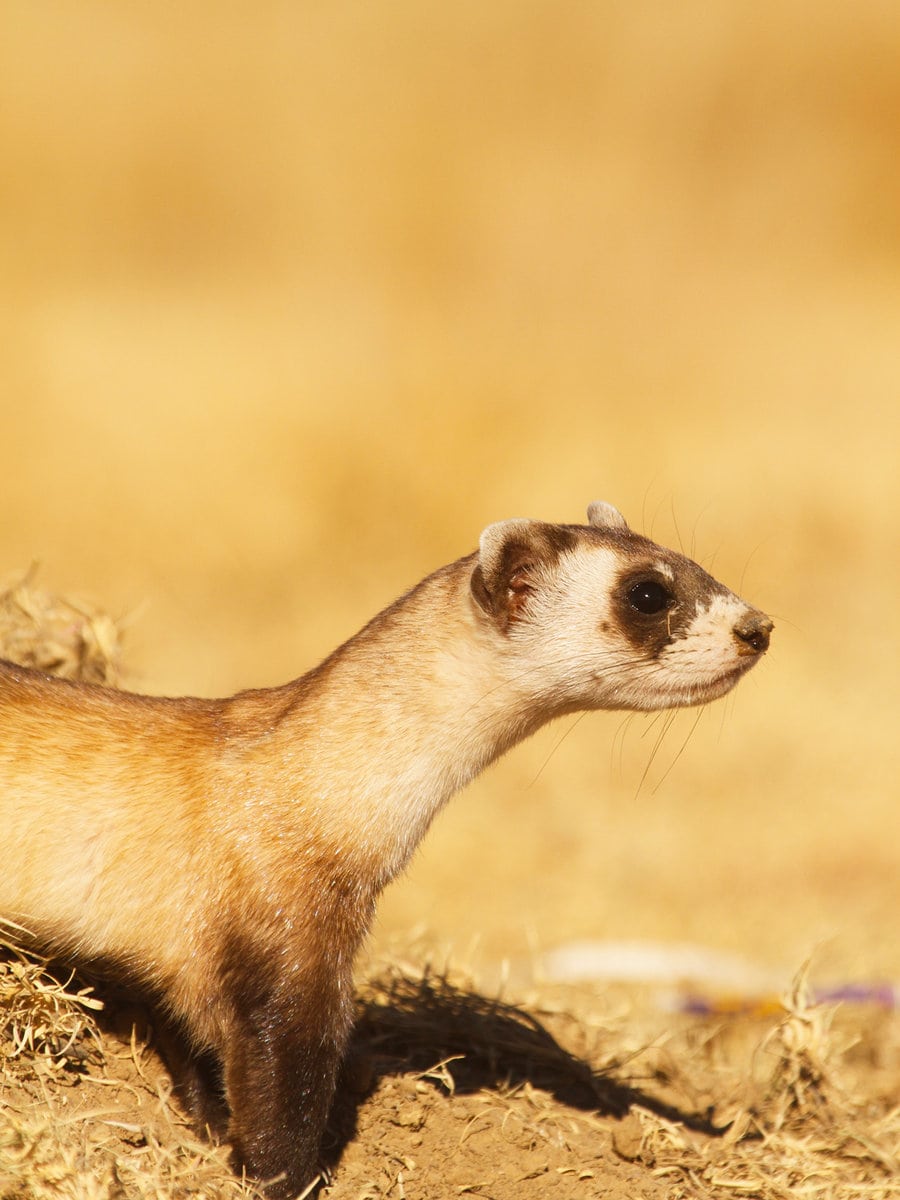 Black footed ferret (Mustela nigripes) at route 66