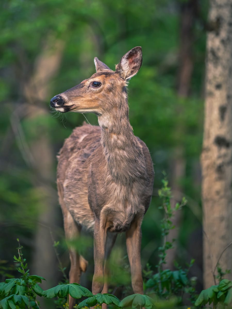 Black-tailed deer Facts Diet Habitat