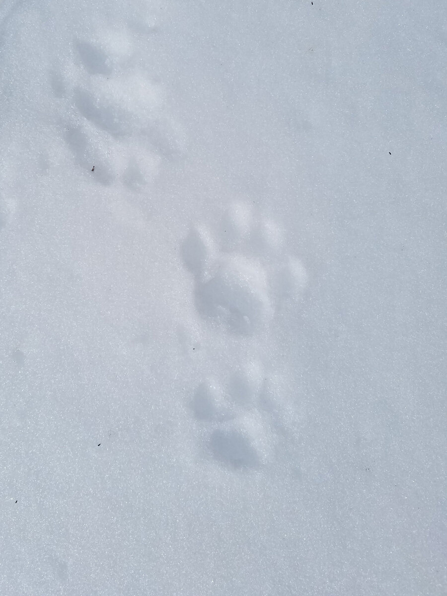 Bobcat tracks in snow