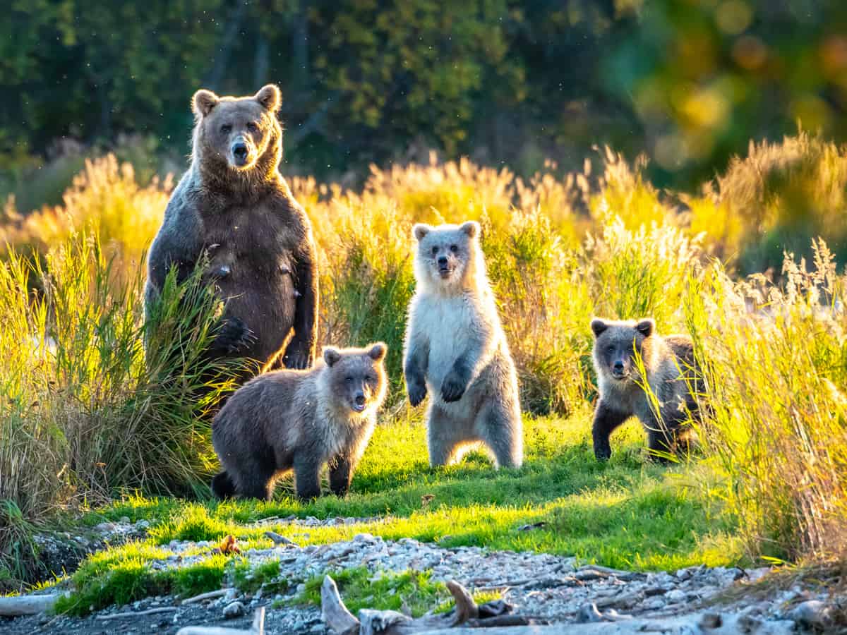 Brown bear family next to the Brooks River, fall landscape, Katmai National Park, Alaska