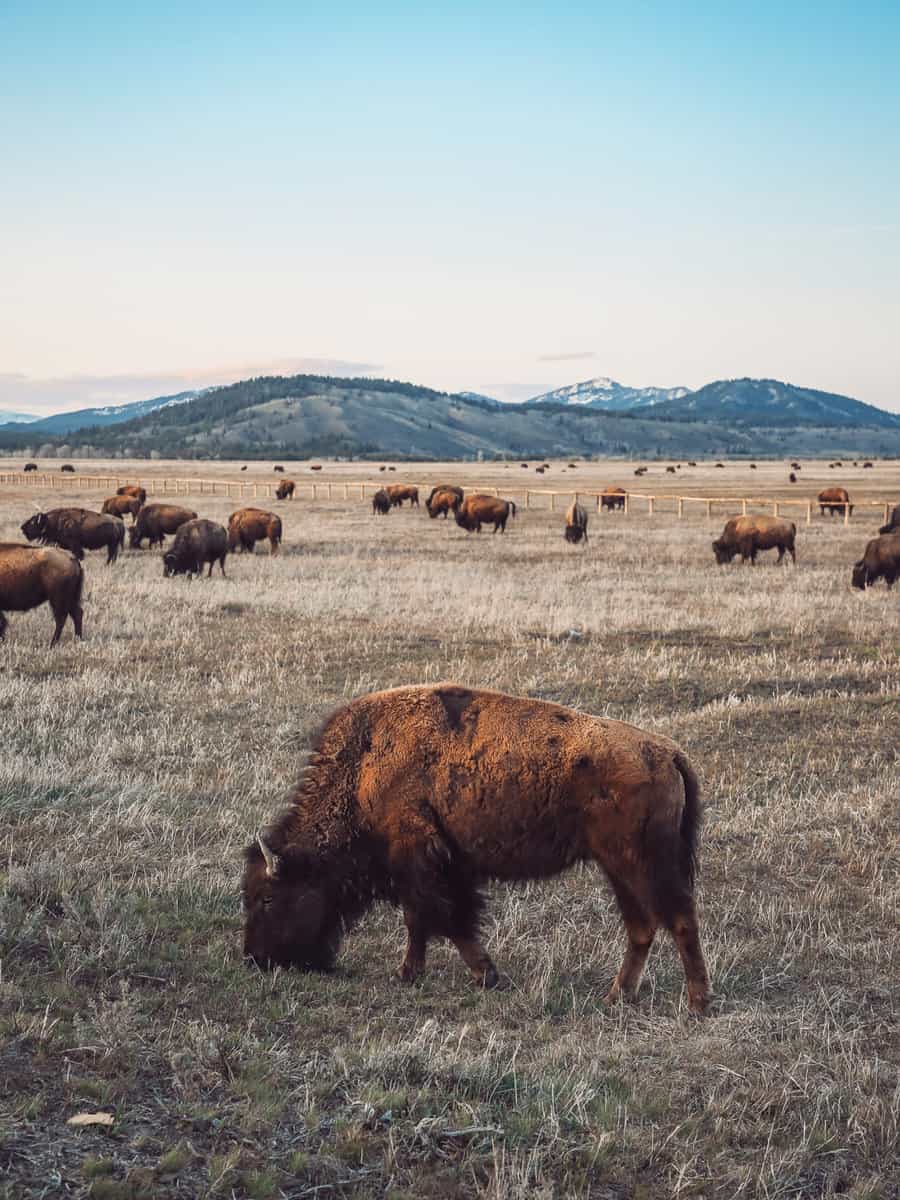 Buffalo Fields, Yellowstone Buffalo, Elk, Wildlife Western Fields, USA