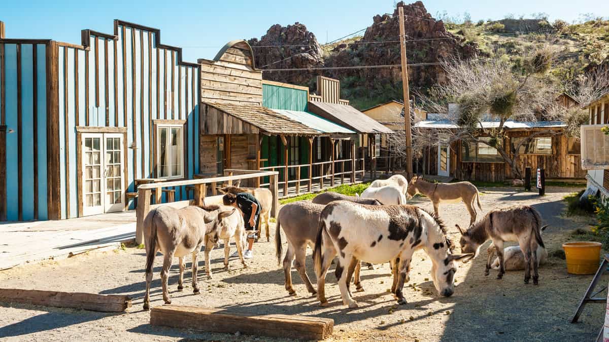 Burros (Donkeys) in Oatman Ghost town in Arizona, USA 1600x900