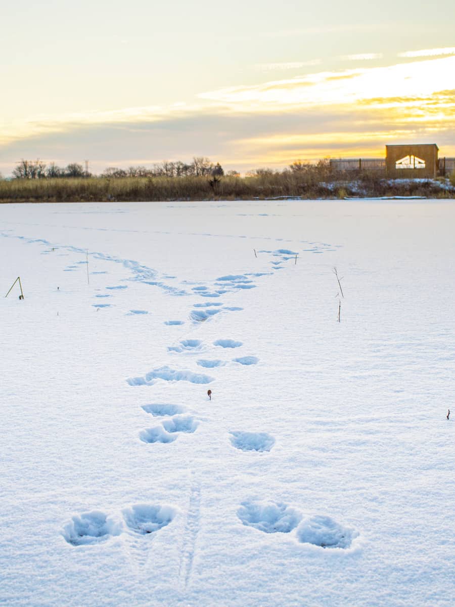 Coyote Tracks In Snow At Sunrise