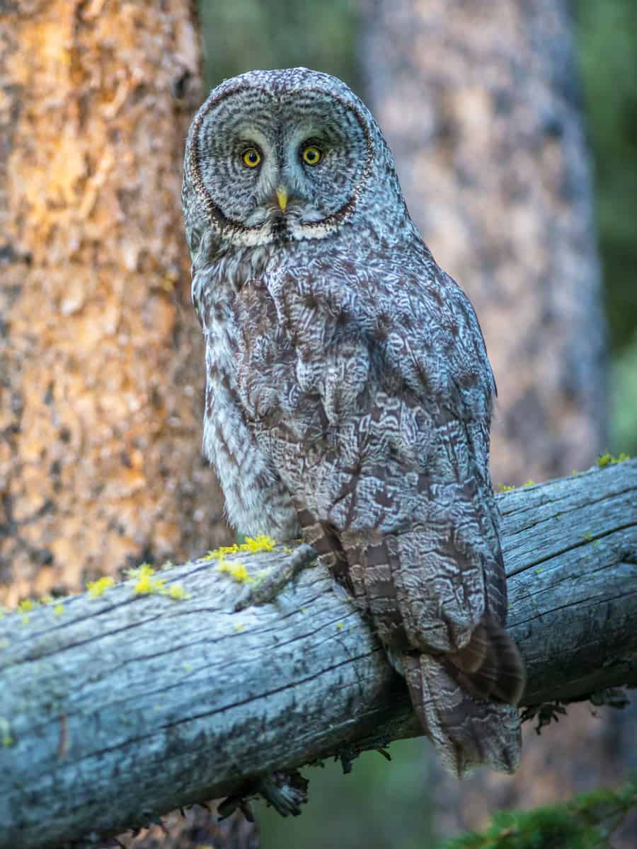 Great grey owl on a perch in Yellowstone National Park.