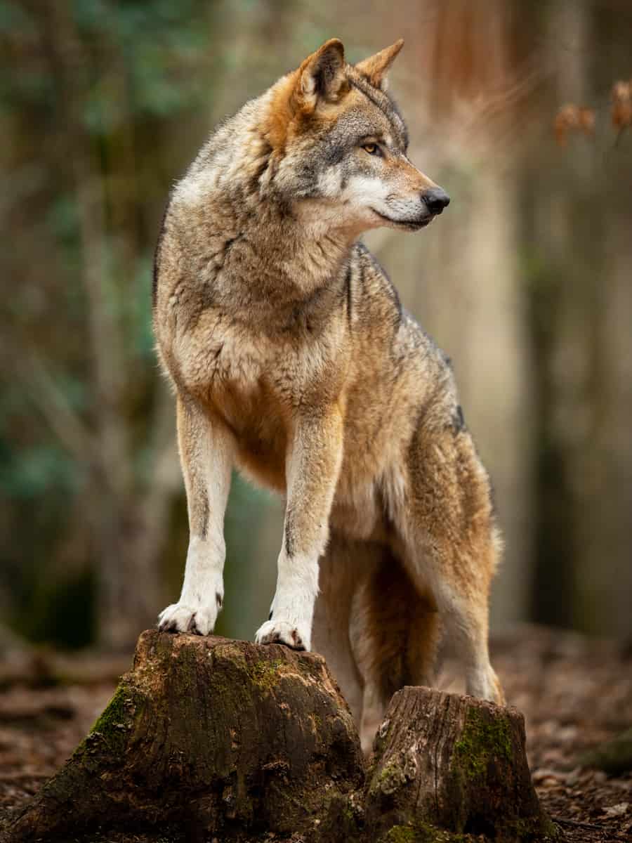 Grey wolf in the forest during the spring