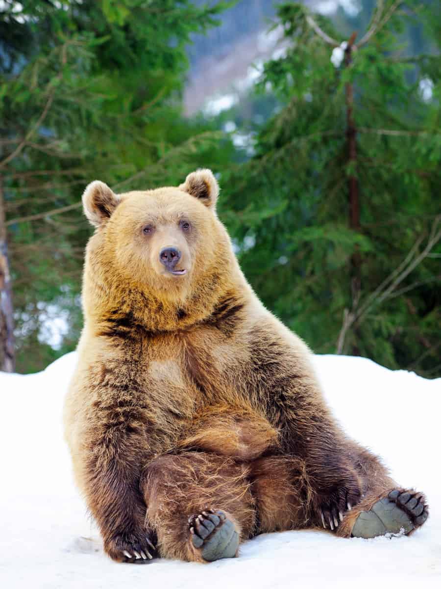 Grizzly Bear in winter forest