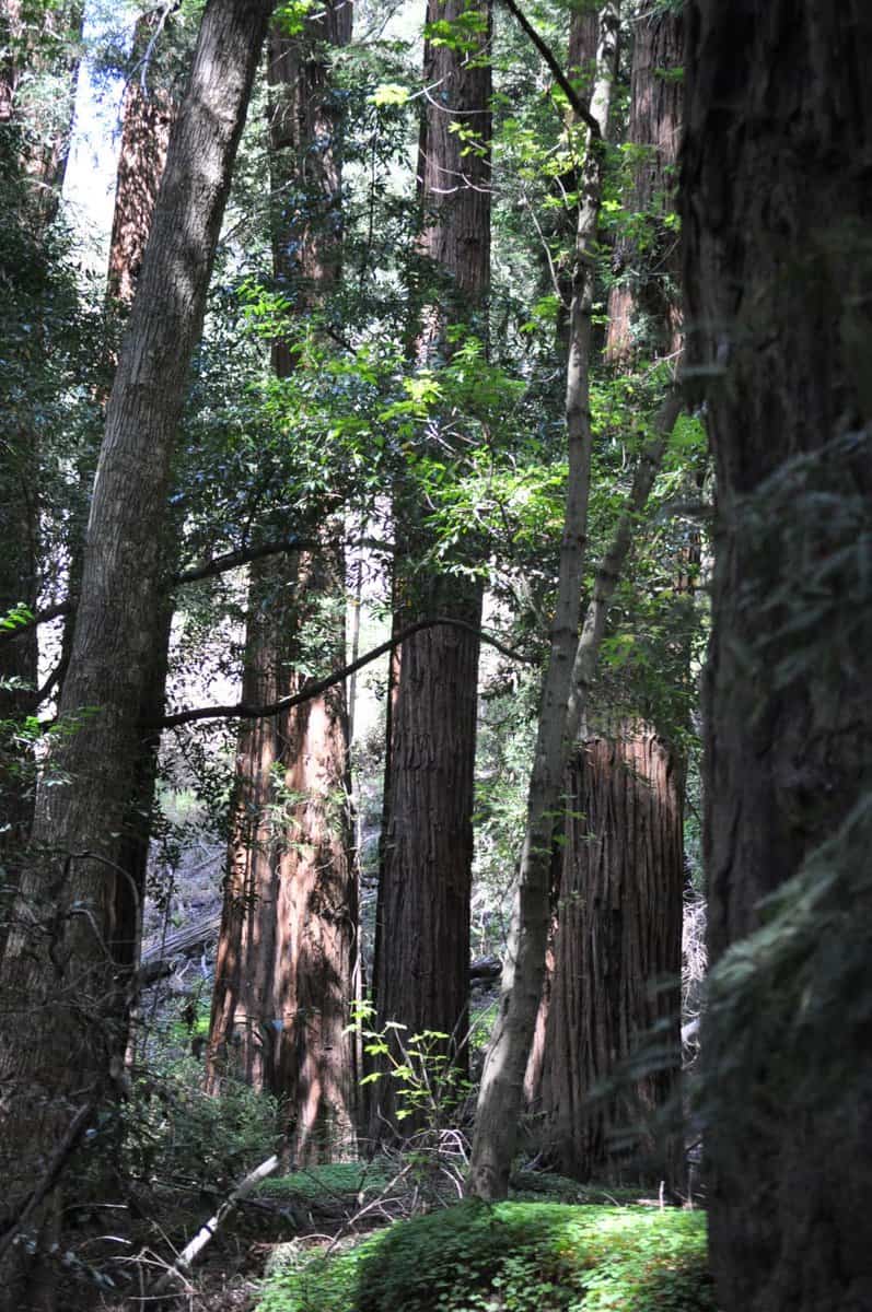 Julia Pfeiffer Burns State Park redwoods