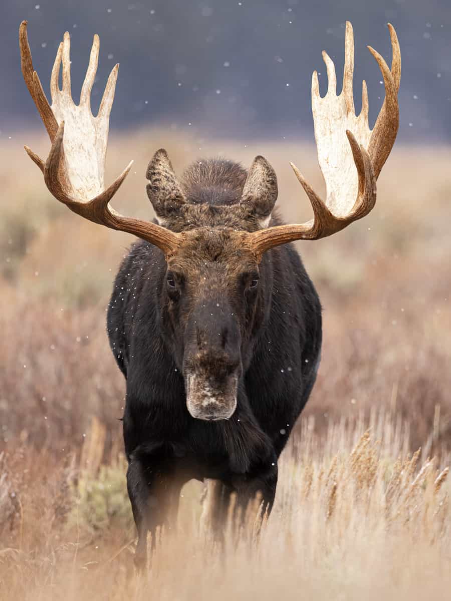 Moose in Yellowstone National park