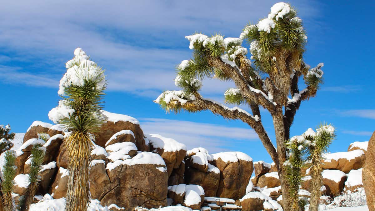 Morning after a snowstorm at Joshua Tree National Park 1600x900