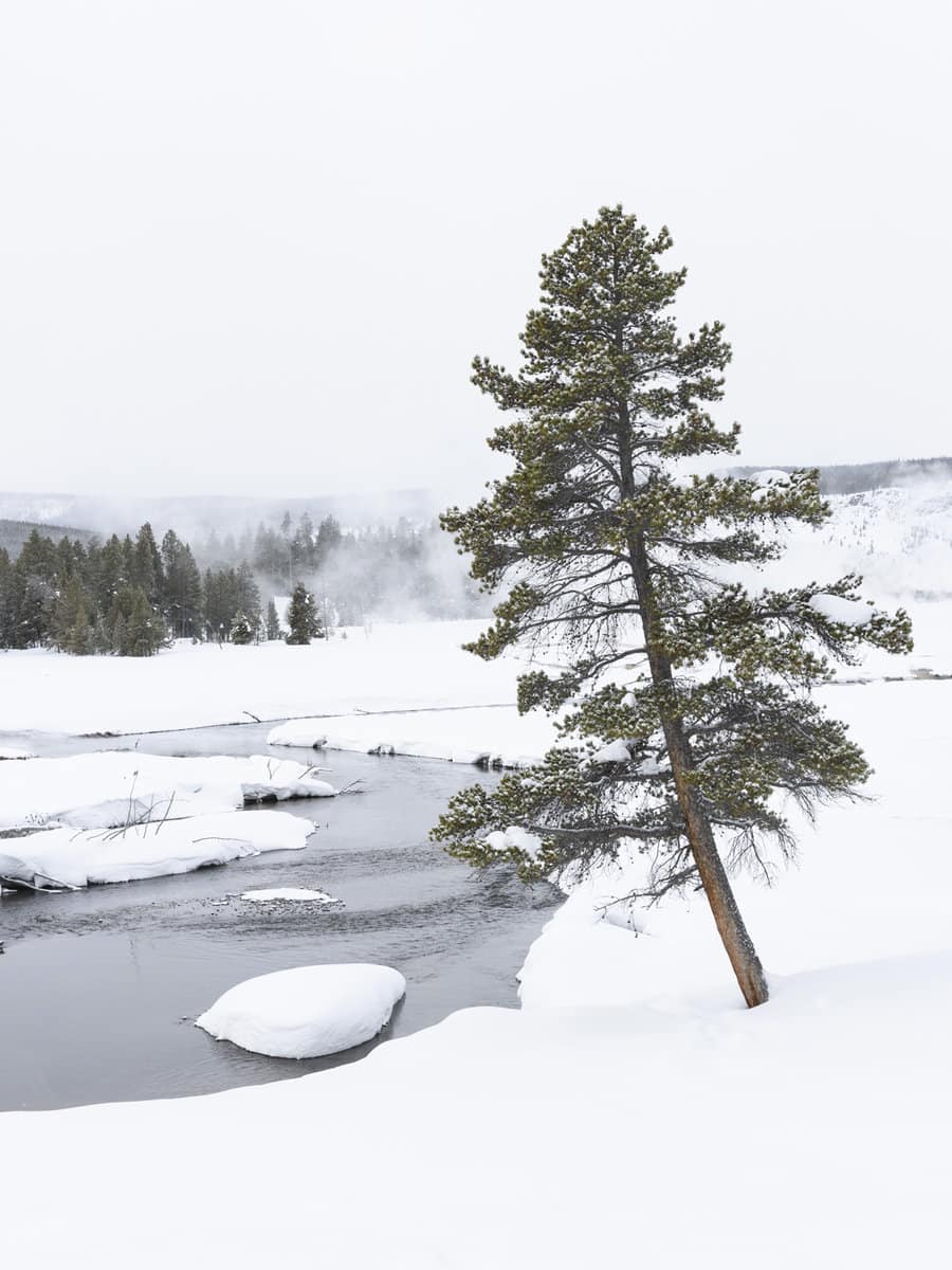 Pine Tree along Yellowstone Firehole River During Winter Snow Storm