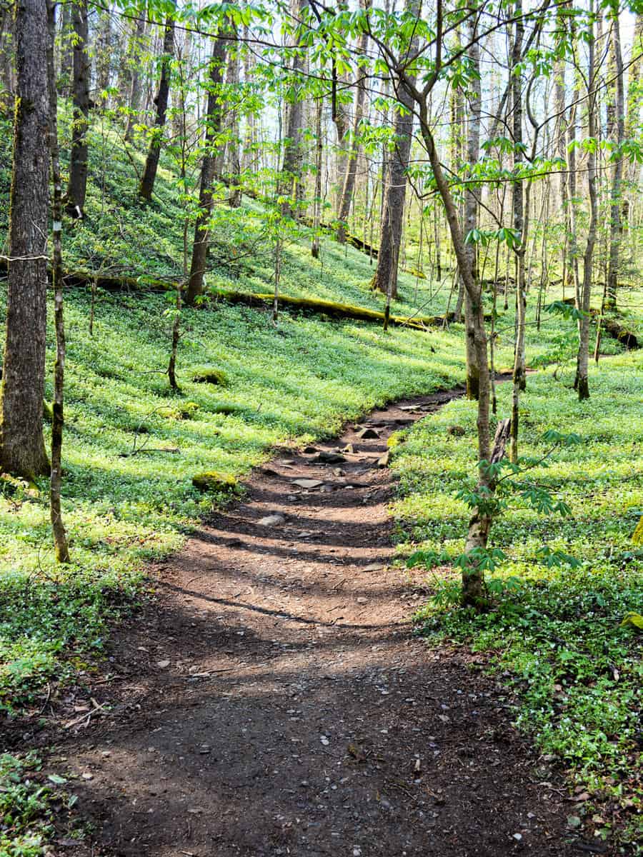 Porter's Creek Mountain Trail in the spring