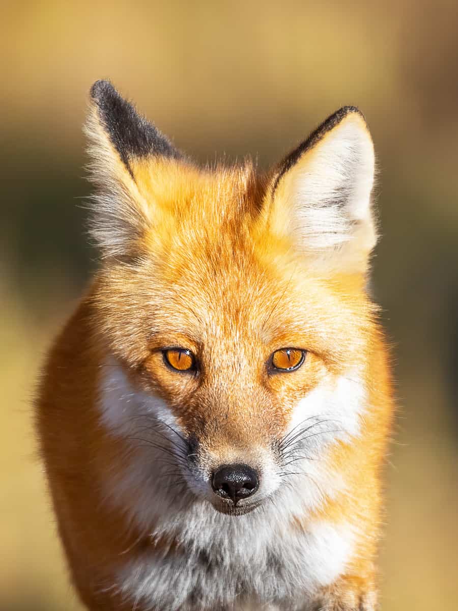 Red Fox close up in beautiful morning light in Yellowstone National Park