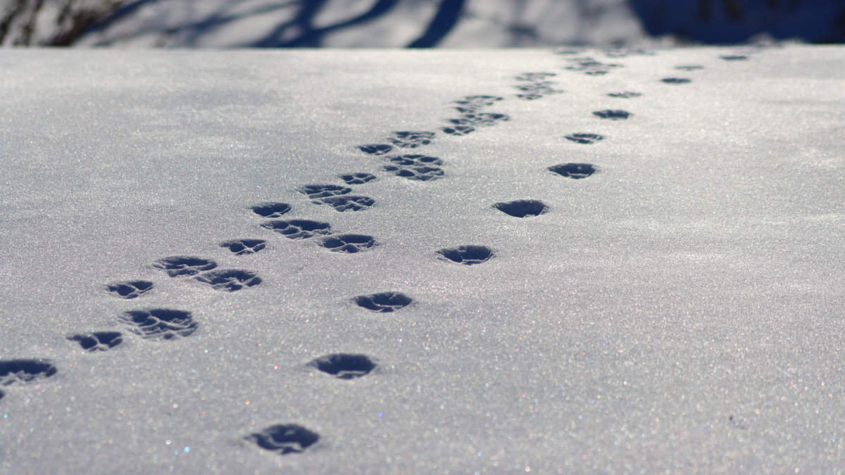 Red fox tracks crossing a snowy hill 1600x900