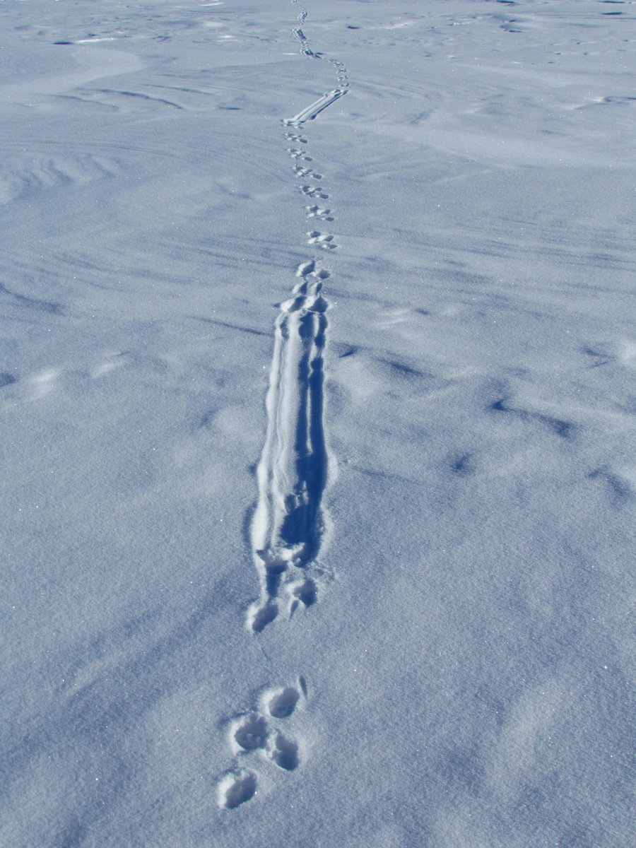 River Otter tracks bouncing around in winter
