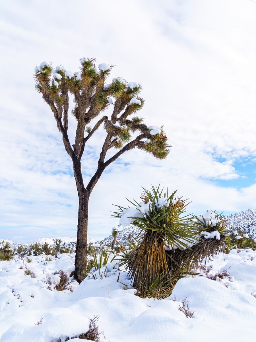 Single Joshua Tree and a Yucca in Joshua Tree National Park landscape after a snowstorm