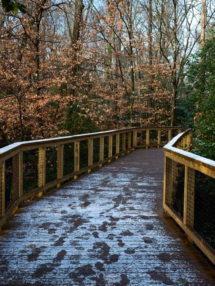 Snow Dusted Boardwalk In Congaree National Park in South in winter
