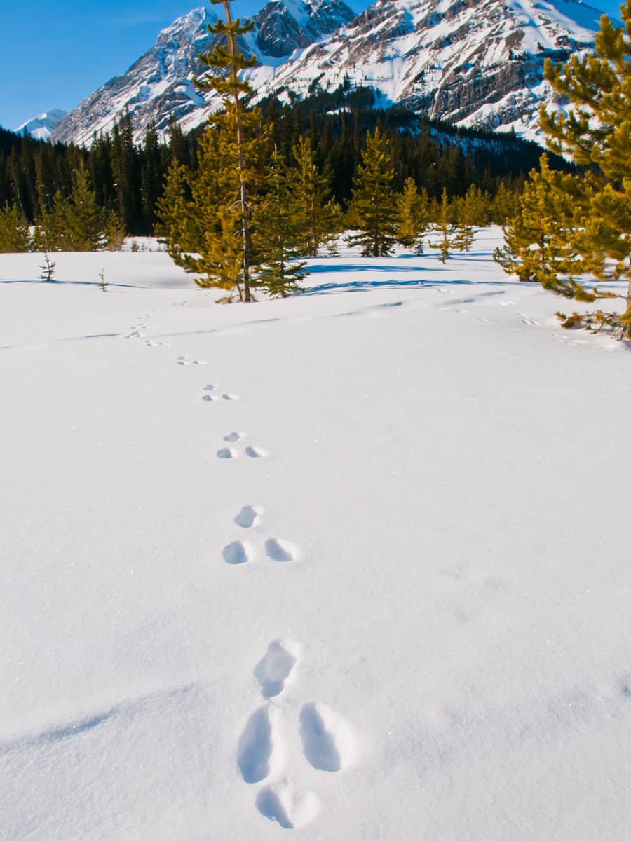 Snowshoe Hare tracks through fresh snow in the mountains