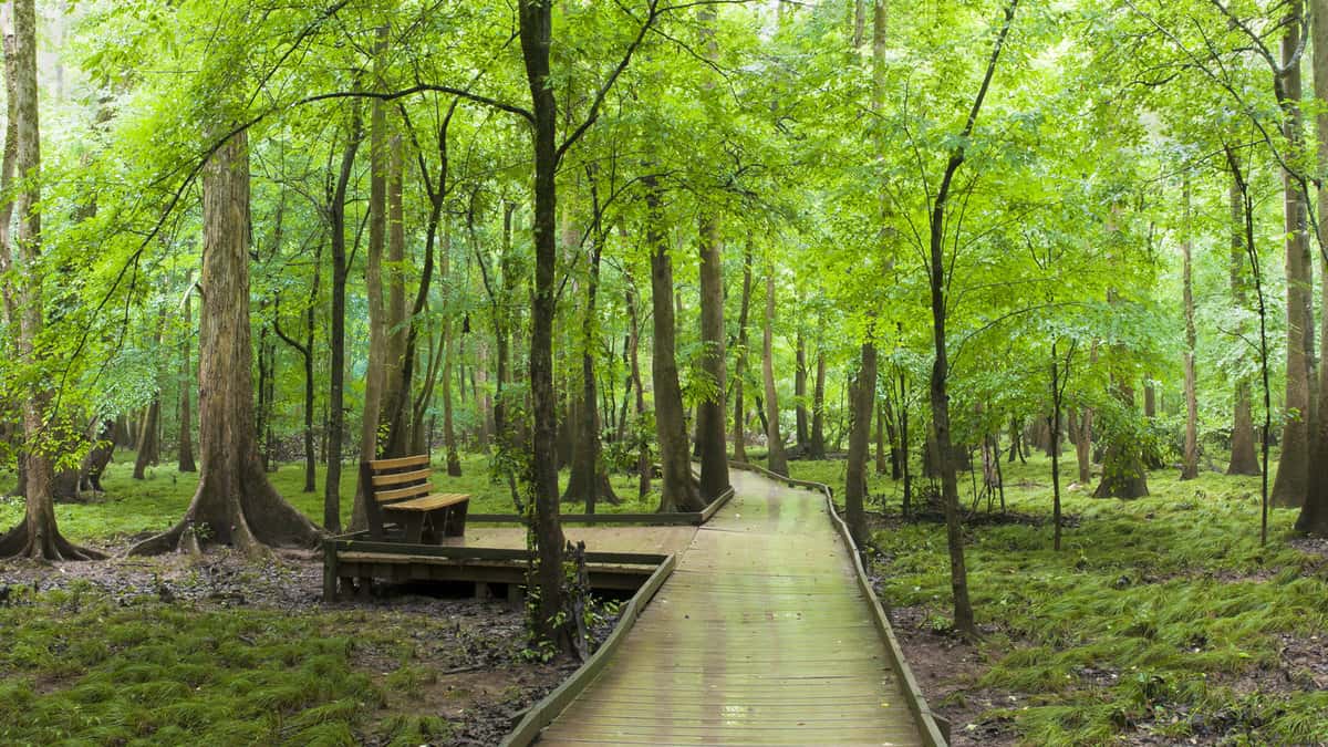 The boardwalk and a bench that runs through the cypress forest and swamp of Congaree National Park in South Carolina