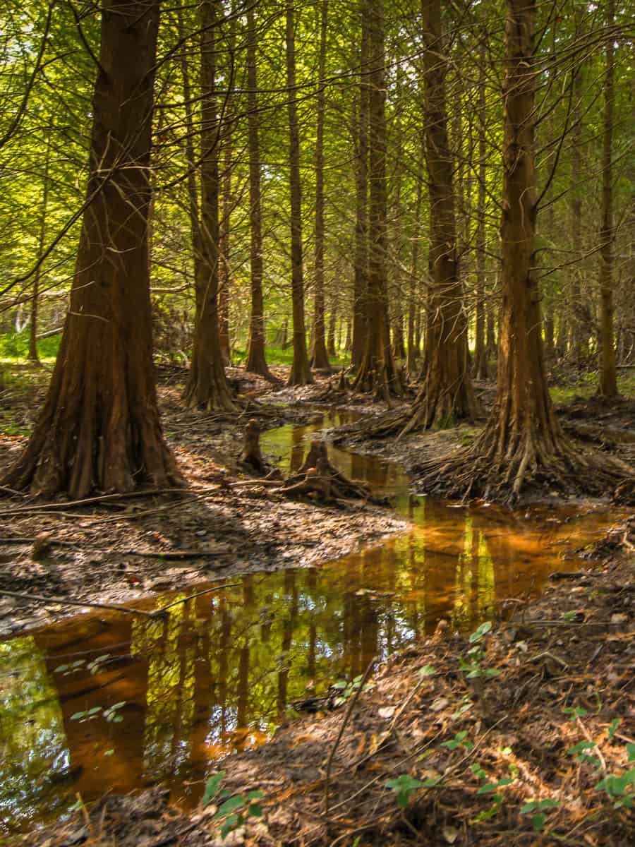 The enchanted Bald Cypress Forest at Congaree National Park