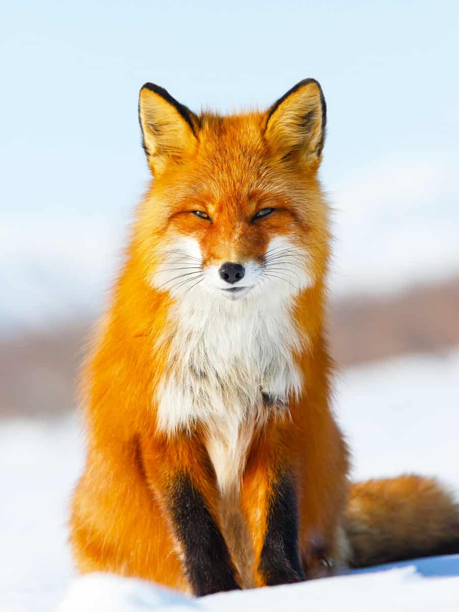 The red fox sits on the snow in the tundra. Wild animal in its natural habitat in the Arctic