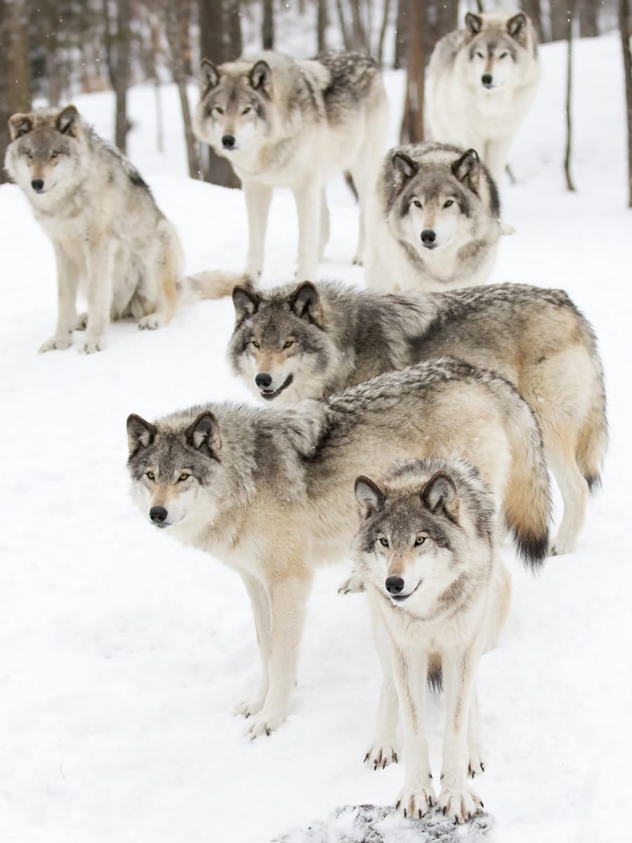 Timber wolves or grey wolves Canis lupus timber wolf pack standing against a white snow