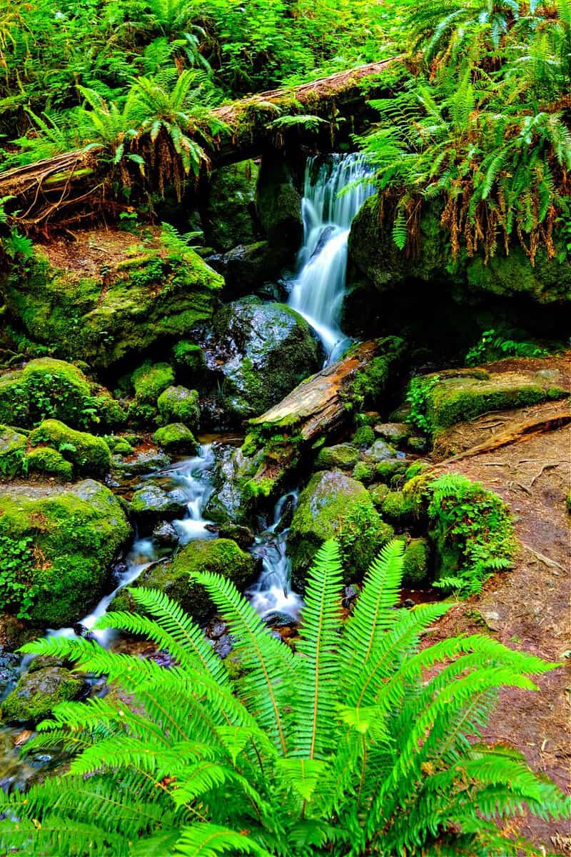 Trillium Falls and Sword Ferns. Redwood National and State Parks, California