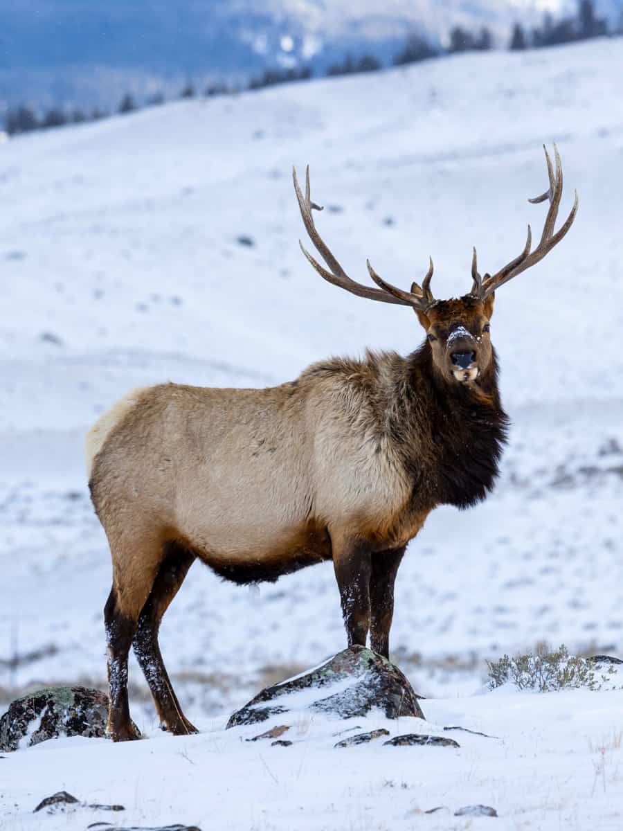 Usa, wyoming, yellowstone national park. lone bull elk in snow