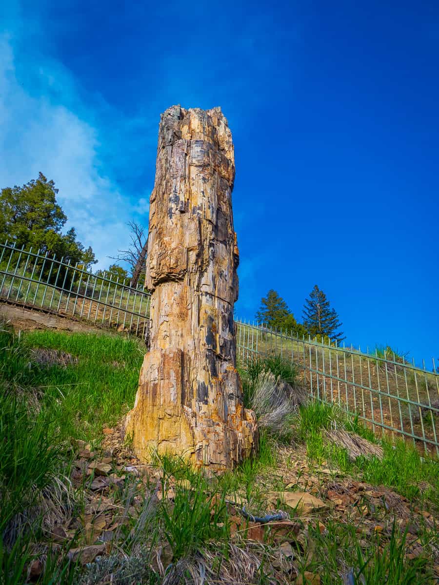Vertical closeup view of the famous petrified tree, in the Lamar Valley in Yellowstone National Park