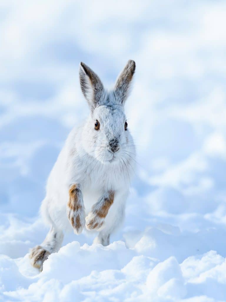 White Snowshoe Hare Running on Snow in Winter