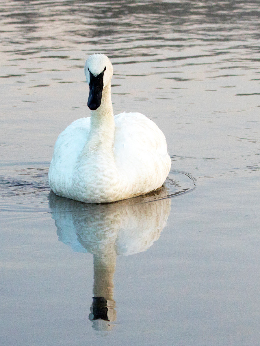 White Trumpeter Swan in Yellowstone River in Yellowstone National Park in Wyoming USA