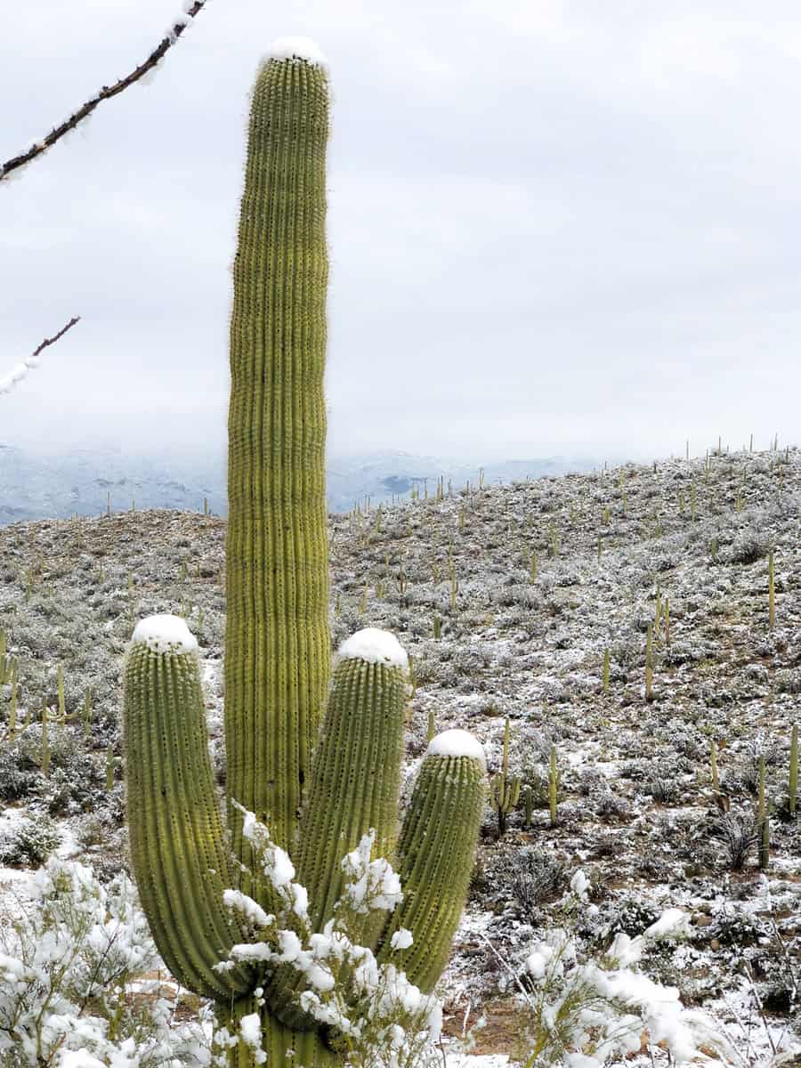 Winter Snow covers Saguaro National Park in Southern Arizona