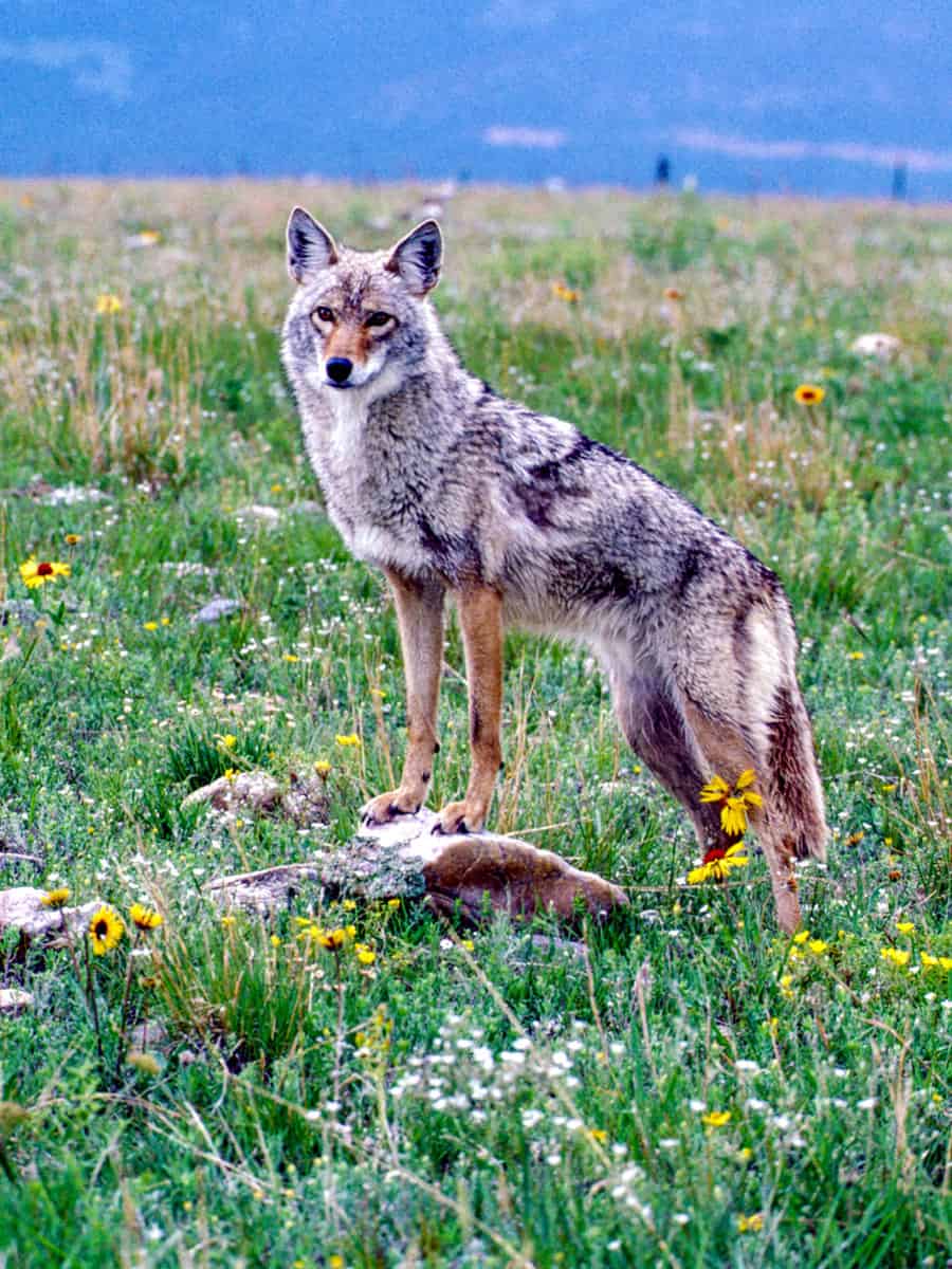 With pointed ears, a slender muzzle, and a drooping bushy tail, the coyote often resembles a German shepherd or collie
